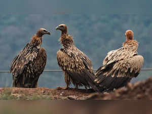 Jammu_ Vultures perch on a rock at the Jammu-Srinagar highway in Udhampur, about...