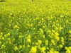 Mustard, maize and moong cultivation must be promoted to boost farmers' income