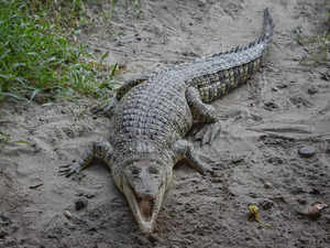alligator river story ethics