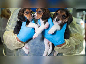 Thousands of beagles rescued in Virginia. Now, search for dogs' new homes begins!
