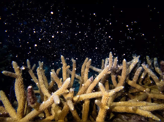 Scientists seek to develop hybrid coral reef off of Miami