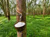 Vast stretch of land identified in North East and West Bengal for rubber cultivation