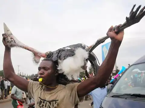 Marabou stork during demonstration