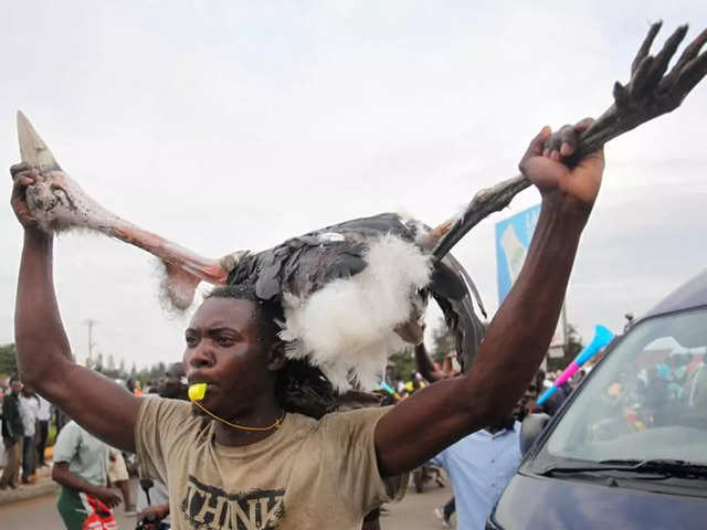 Marabou stork during demonstration