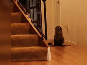 Not robbers, a seal breaks into New Zealand home, spends hours inside. Here's what happened