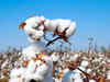 The world’s cotton supply keeps shrinking, hit by drought, heat