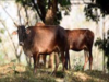 Lumpy skin disease in cattle spreads to over 8 states/UTs; 7,300 animals dead so far
