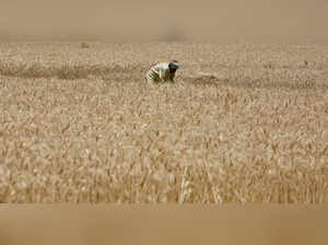 A farmer harvests wheat in Visalpur village