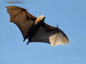 Dozens of bat species