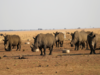 Poaching, horn trade declining but rhinos still threatened