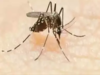 Delhi adds 11 dengue cases in a week to take toll to 189 this year