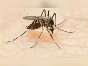 Mumbai: Three die of dengue, authorities unaware