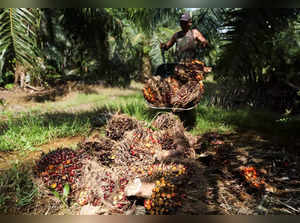 Fresh fruit bunches of oil palm tree are harvested at a palm oil plantation in Kuala Selangor.