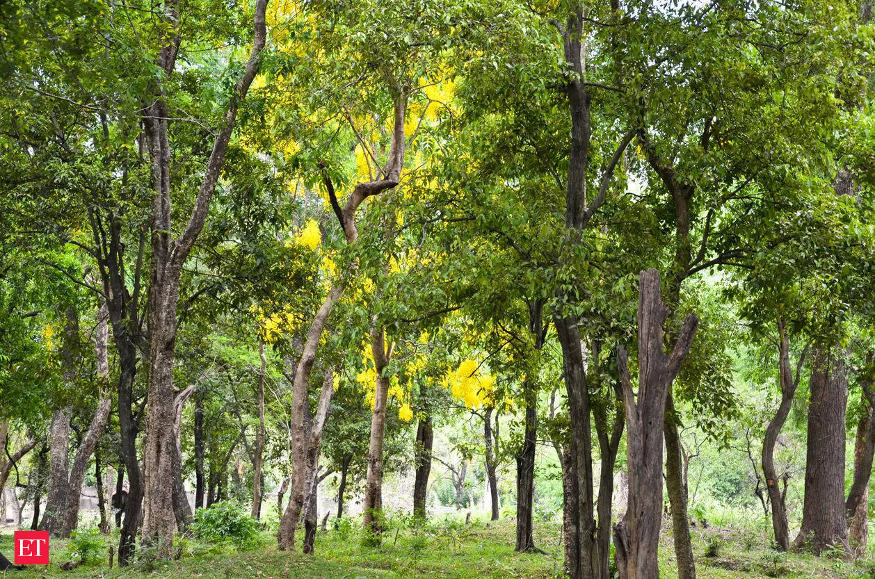 why is it illegal to grow sandalwood