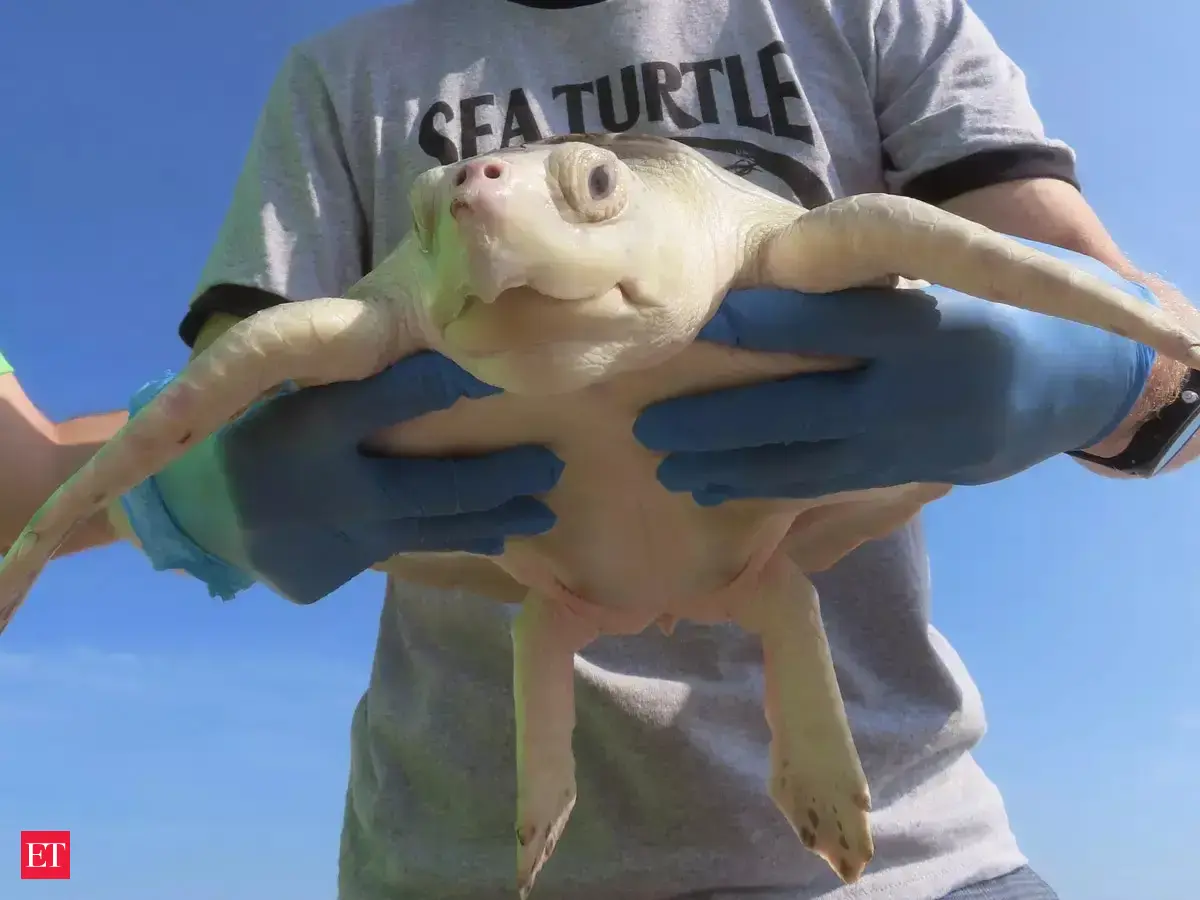 World's toughest turtle? Survivor among 8 returns to ocean - Strongest ...