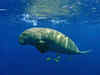 Dugong: Sea cow that inspired mermaid tales declared extinct in China