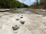 Drought uncovers dinosaur tracks in US park