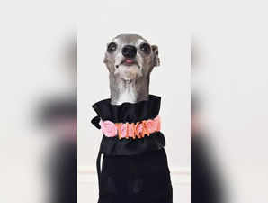 Xxvi Dog And Girls Six Videos - International Dog Day 2022: Here are superstar dogs from the world of  entertainment - The Economic Times