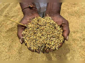 Starved of fuel and fertiliser, Sri Lanka’s rice farms near collapse