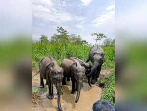 Four elephant calves that were brought from the Centre for ...