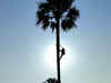 Bizarre: To avoid frequent fights with wife, UP man lives atop palm tree