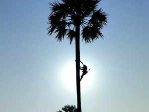 Palm---BCCL