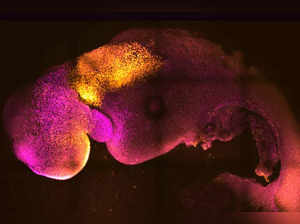 Scientists use stem cells to create synthetic mouse embryos