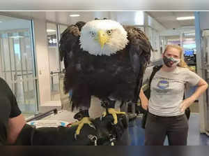 20-year-old bald eagle 'Clark' spotted in human queue at Charlotte airport checkpoint in North Carolina