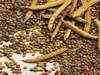 Agro commodities: Gaur Seed, Soyabean down