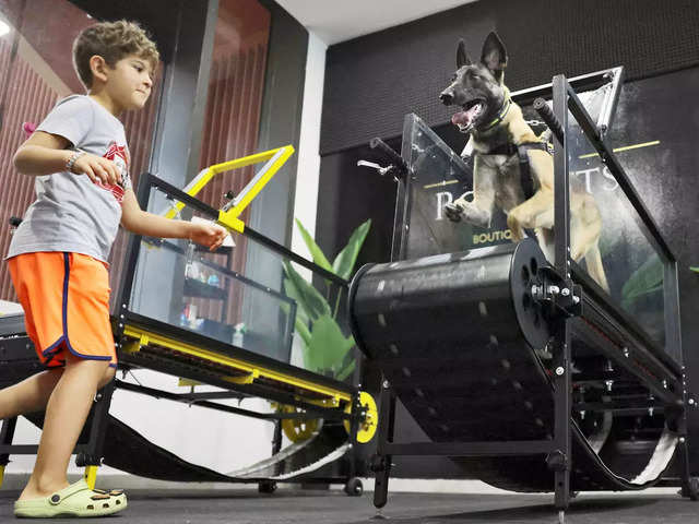 ​An air-conditioned gym for dogs