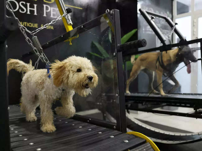 Dogs run on a treadmill at the 'Posh Pets' boutique and spa in Abu Dhabi on August 16, 2022.
