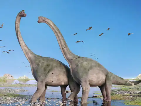 ​About Sauropods