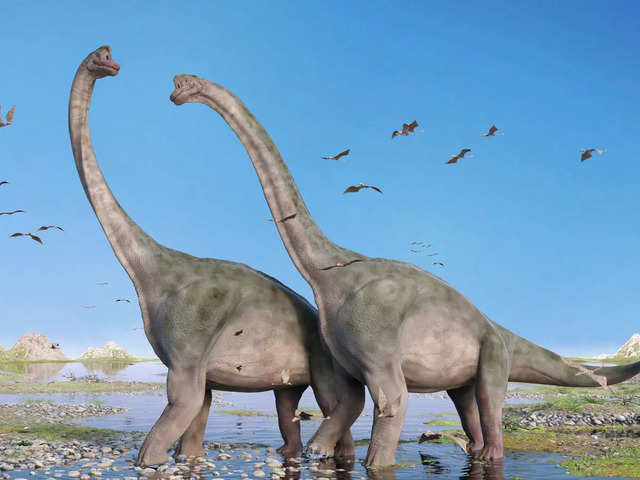 ​About Sauropods
