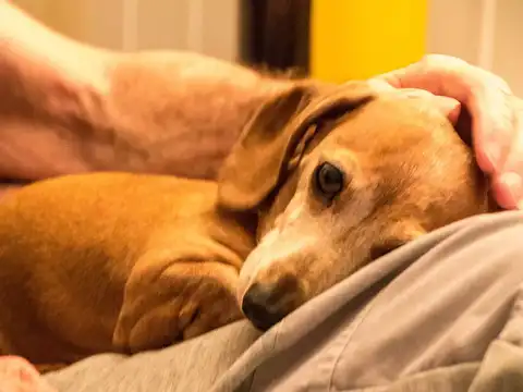 ​Dogs of same breed