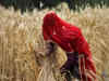 Government plans to revamp crop cover scheme PMFBY to woo more insurers and rationalise premium