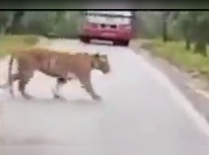 Bull chases away a tiger on forest road: Watch viral video - The Economic  Times