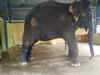 Assam govt to send team to TN to examine condition of abused elephant ‘Joymala’