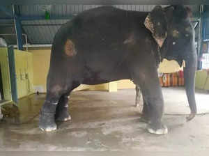 Unending woes of Assam elephant's torture in TN temple as new video shows continued torture(https://www.petaindia.com/)