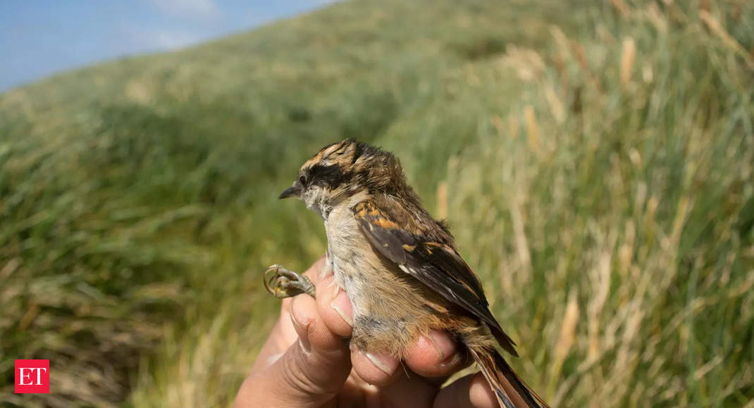 Chile: Científicos han descubierto una nueva especie de ave en Chile.  Ver el vídeo