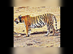 Madhya Pradesh: Tigress Collarwali, mom to 29 cubs, dies in Pench Tiger Reserve