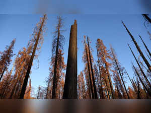 A dead giant sequoia (C) and other dead trees scorched by the SQF Complex wildfire in 2020 stand on August 24, 2022 in Sequoia National Forest, California AFP