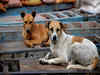Dog bites incidents increase in India