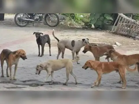 Stray dogs