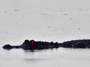 Bizarre! Giant Alligator tied to SUV on I-95 Florida Highway, horror-struck motorist shares pictures