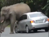 Watch: Elephant uses a car to relieve itch, ends up damaging it