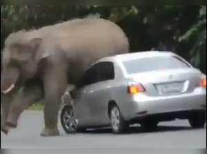 elephant itch