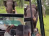 Viral Video: Elephant attacks safari jeep in India's Kabini National Park