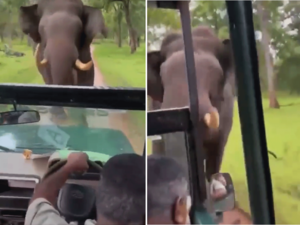 kabini national park: Viral Video: Elephant attacks safari jeep in India's  Kabini National Park - The Economic Times