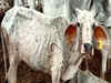 173 cases of lumpy virus found among cattle in Delhi: Minister Gopal Rai