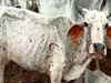 173 cases of lumpy virus found among cattle in Delhi: Minister Gopal Rai